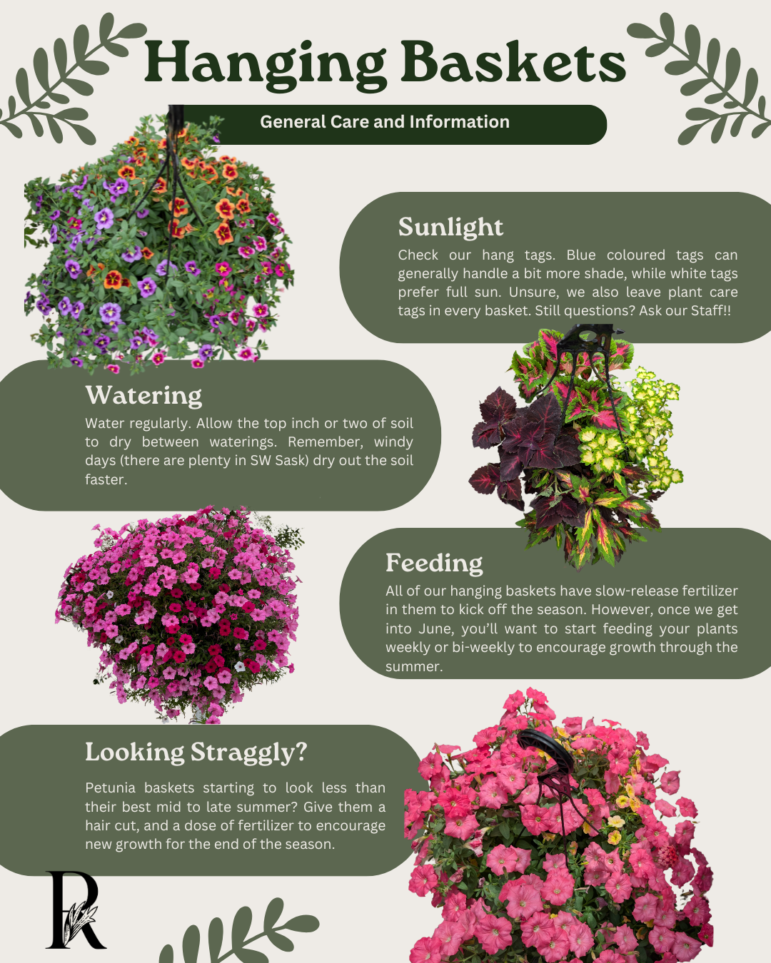 Hanging Basket Care in Southwest Saskatchewan: Tips for Thriving Blooms All Season Long