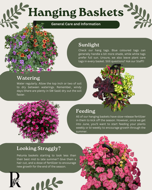 Hanging Basket Care in Southwest Saskatchewan: Tips for Thriving Blooms All Season Long