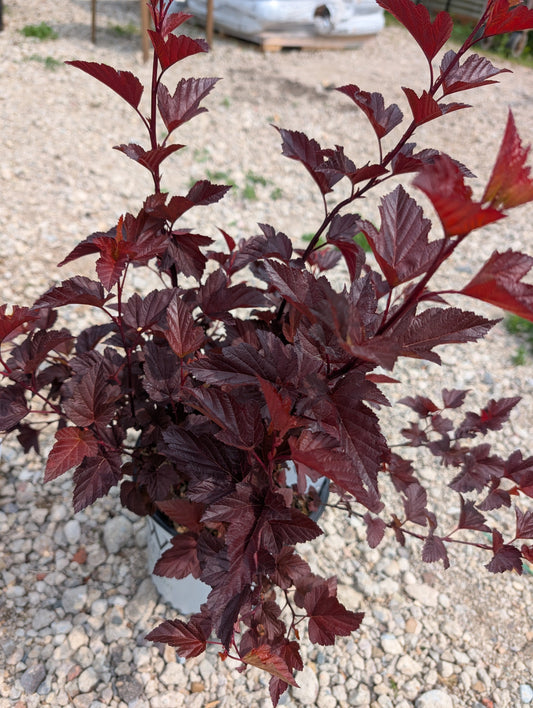 Ninebark: A Colourful Shrub for the Prairies