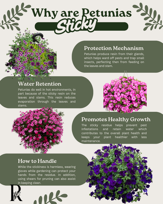 Why is my Supertunia Sticky?