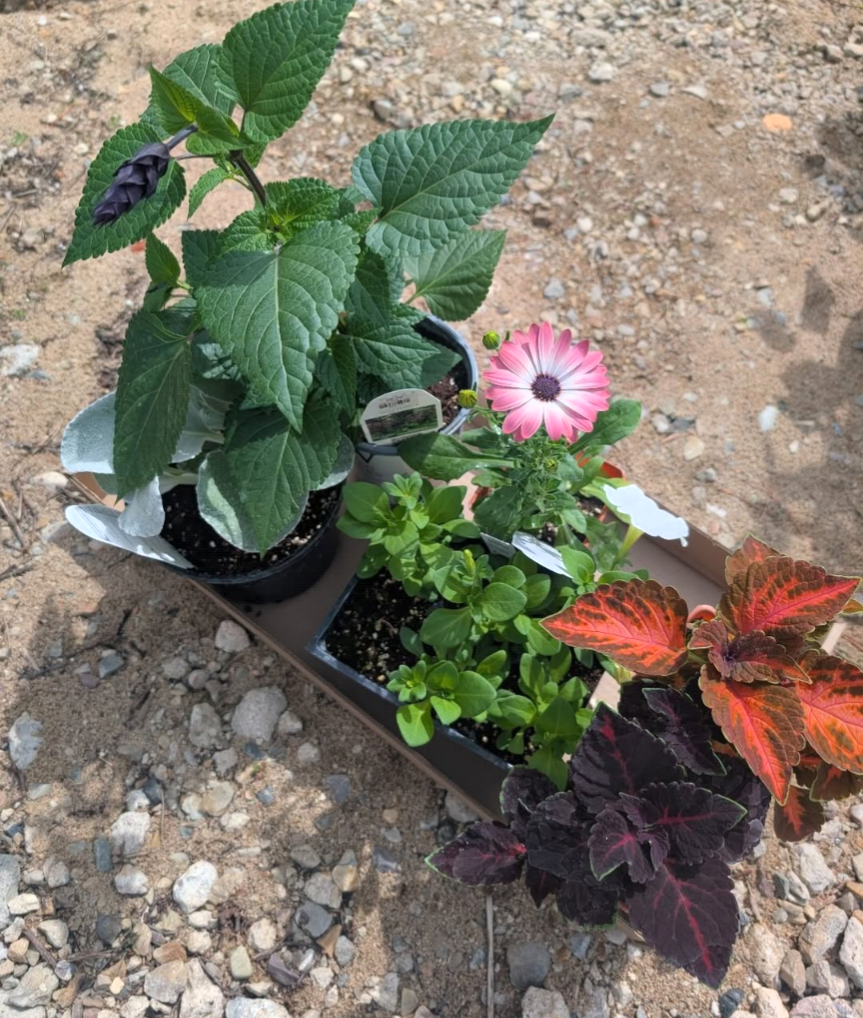 'Hardening Off' - How to Harden Off Your Plants