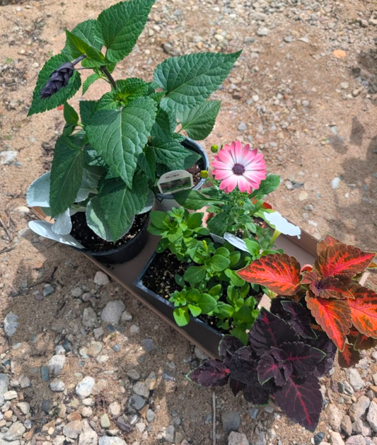 'Hardening Off' - How to Harden Off Your Plants