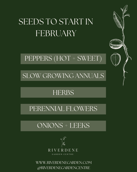 Seeds you can Start in February