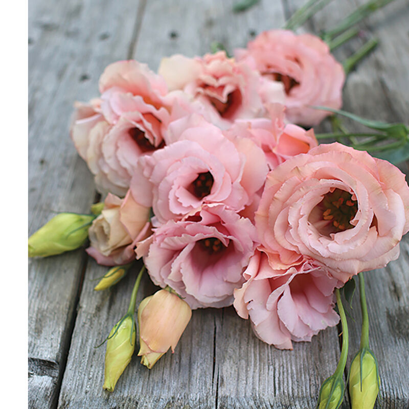 Apricot Arena Lisianthus