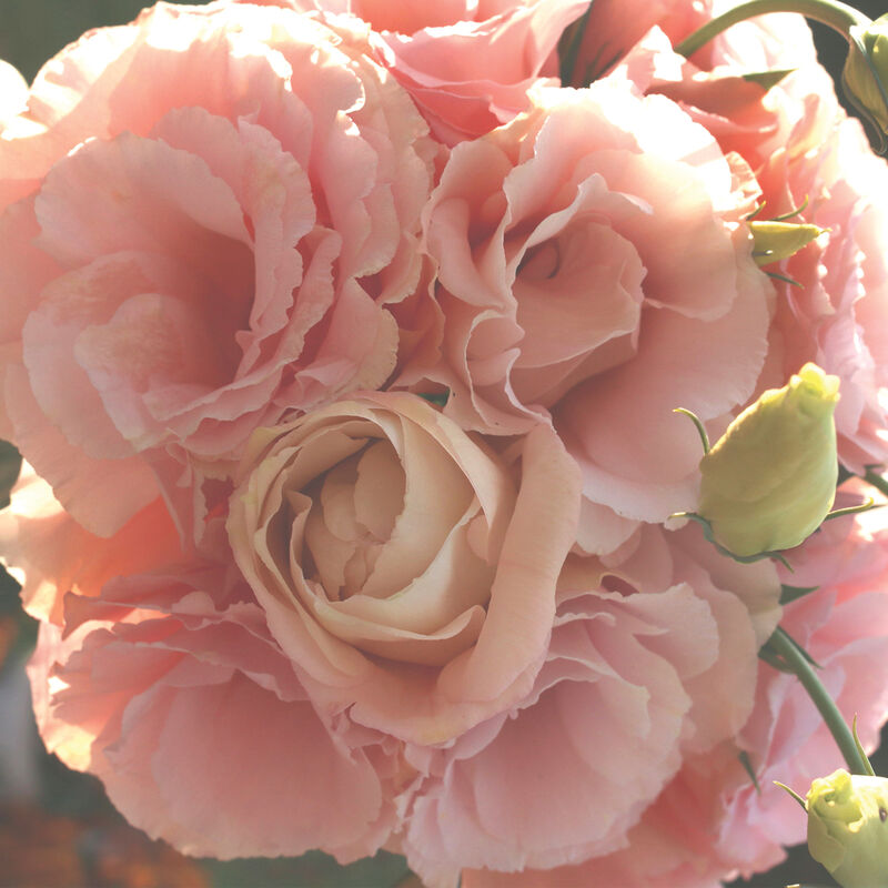Apricot Arena Lisianthus