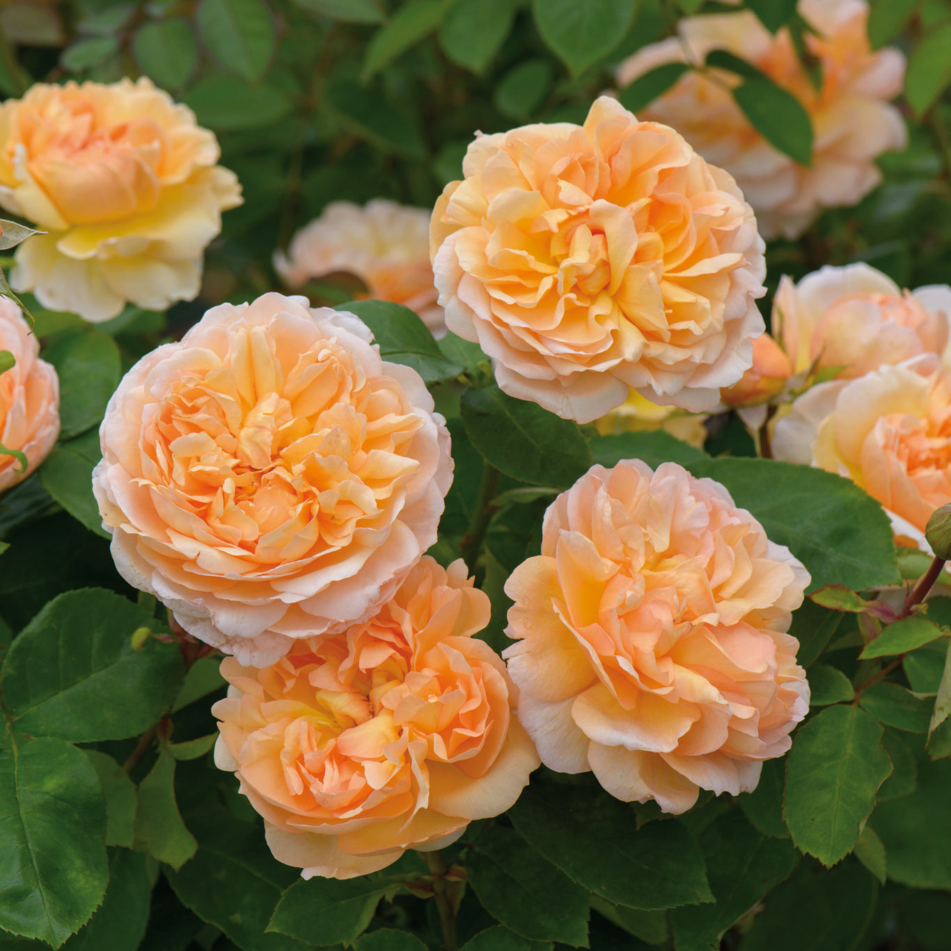 The Lady Gardener Rose (David Austin)