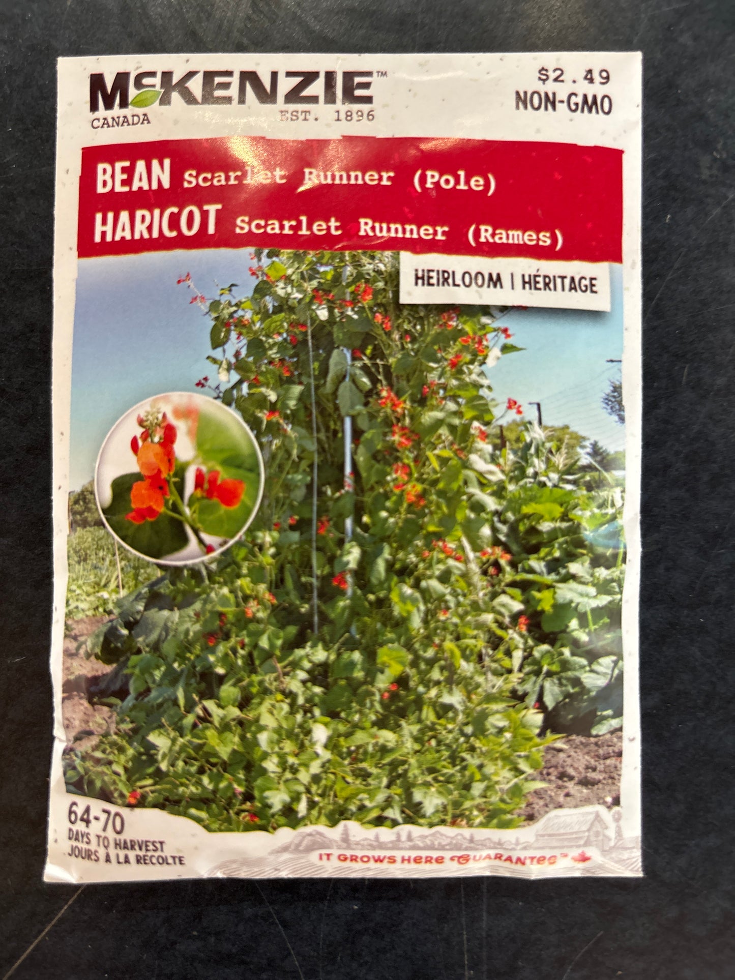Scarlet Runner (Pole) Bean Seed