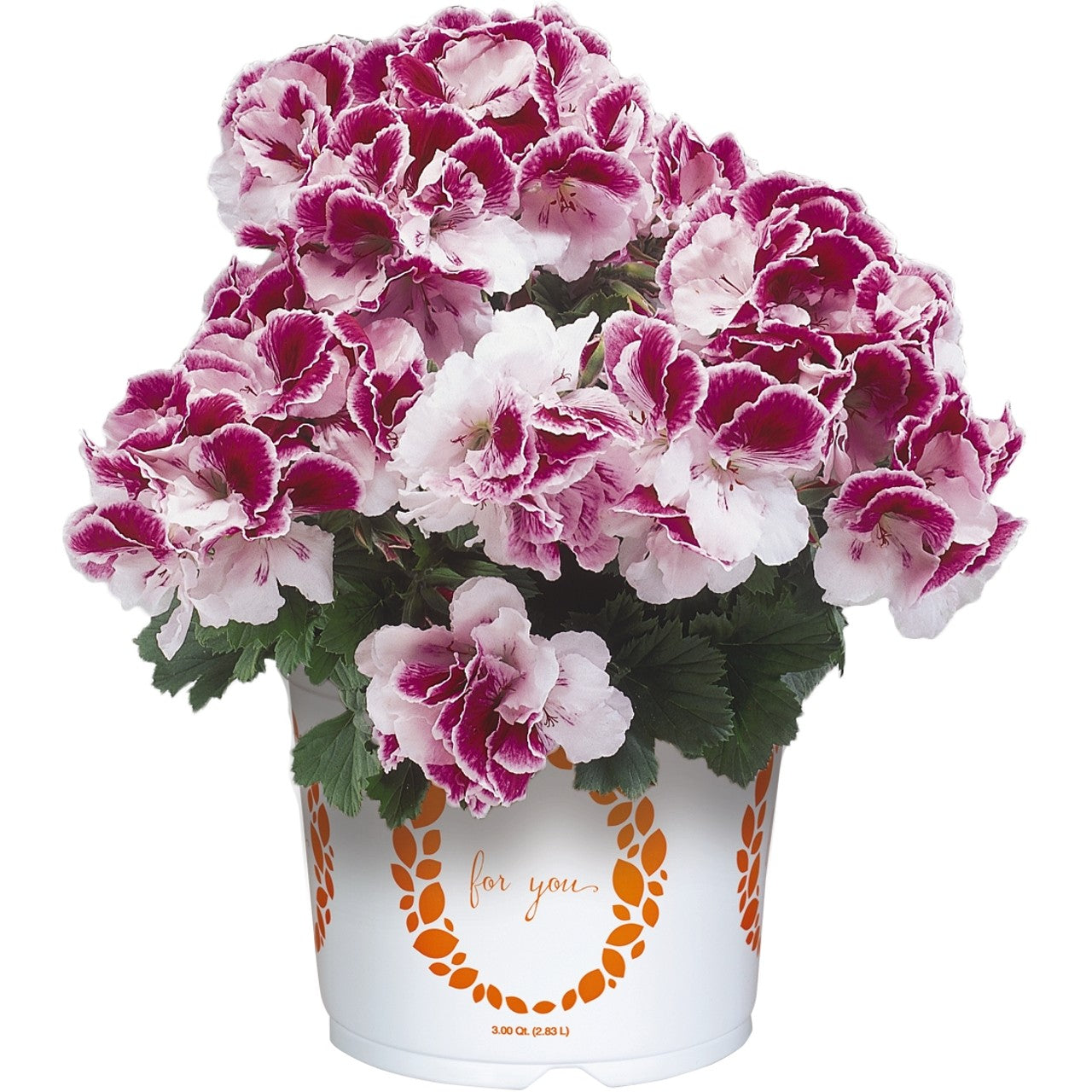 Bravo Regal Geranium