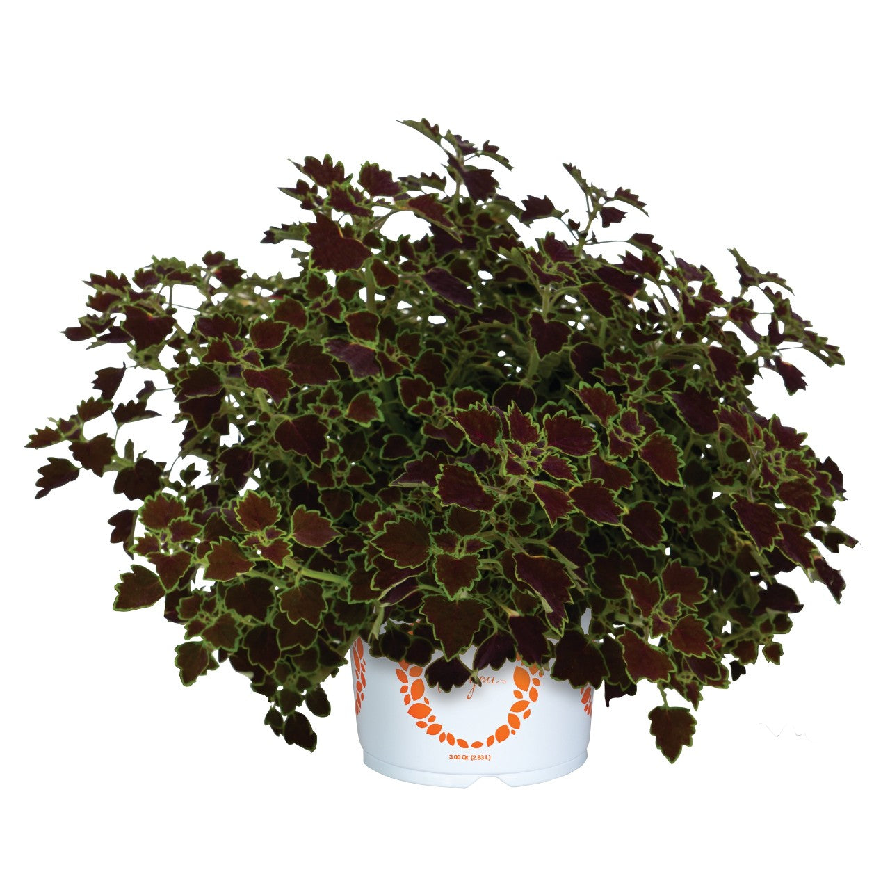 Great Falls Niagara Coleus