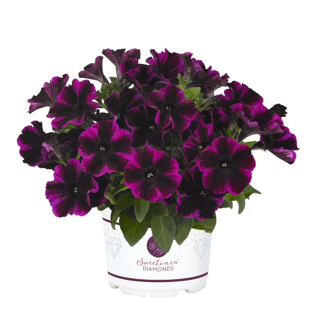 Johnny Flame Petunia