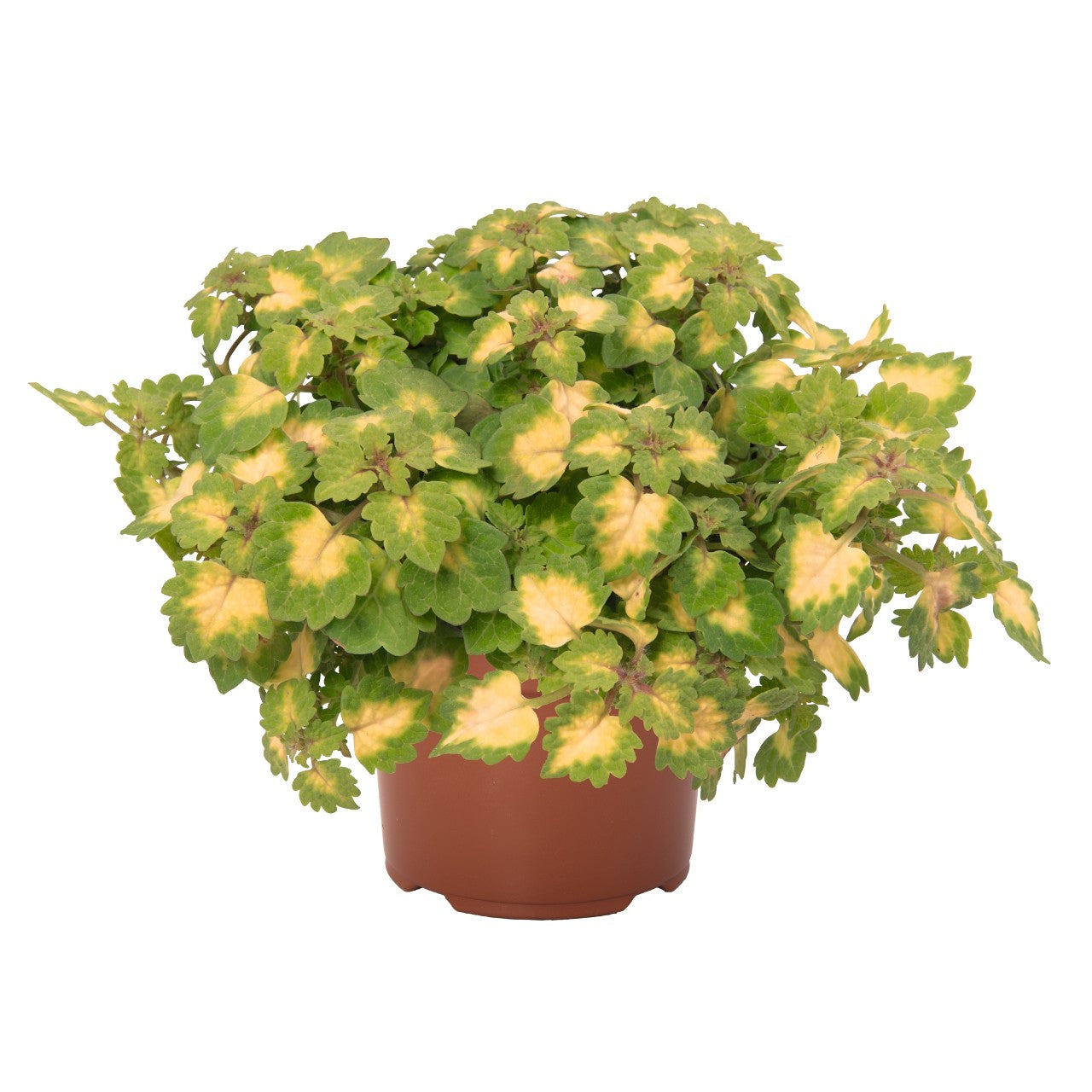 Great Falls Yosemite Coleus