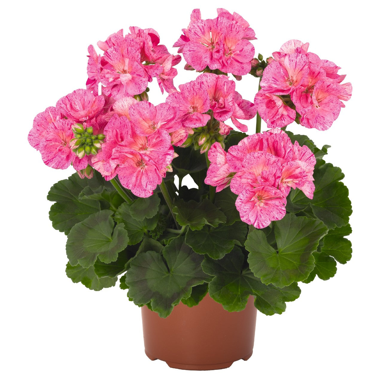 Survivor Pink Batik Geranium