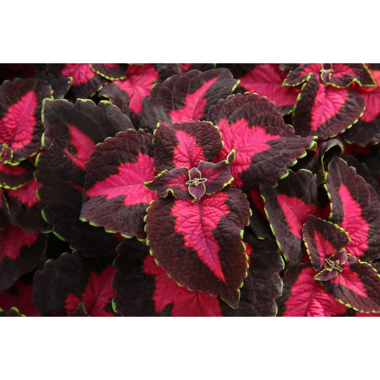 Stained Glassworks Flashbulb Coleus