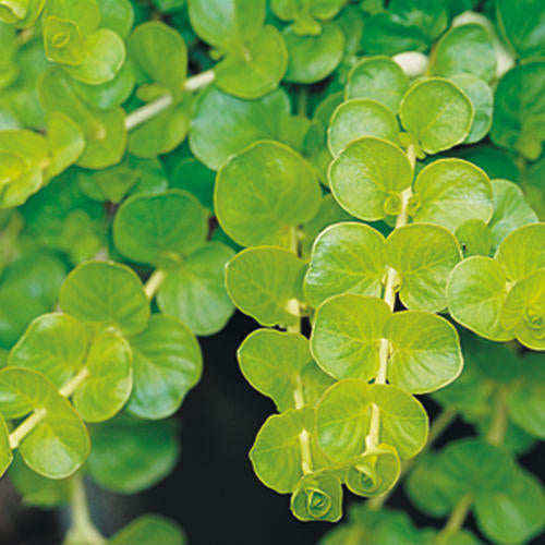 Goldilocks Lysimachia