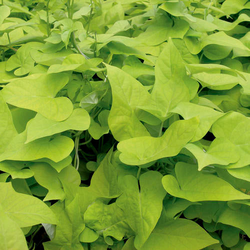 Margarita Sweet Potato Vine (Proven Winners)
