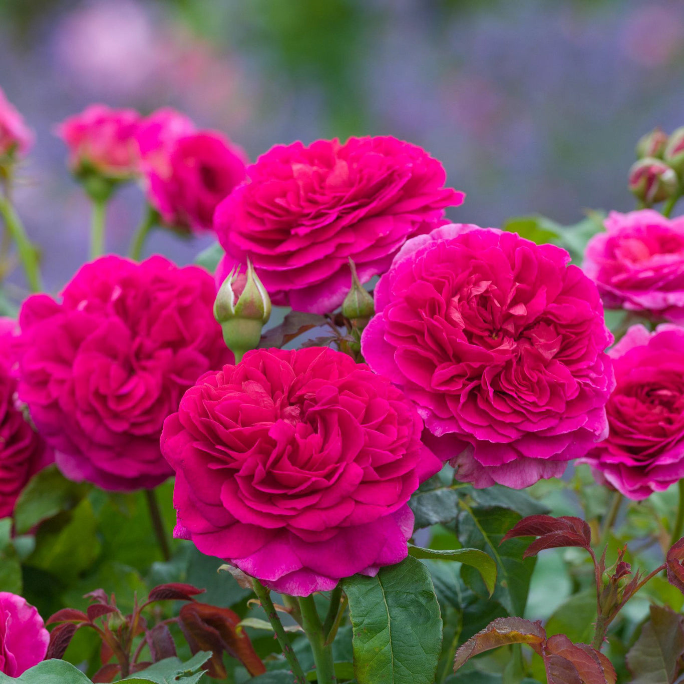 Gabriel Oak Rose (David Austin)