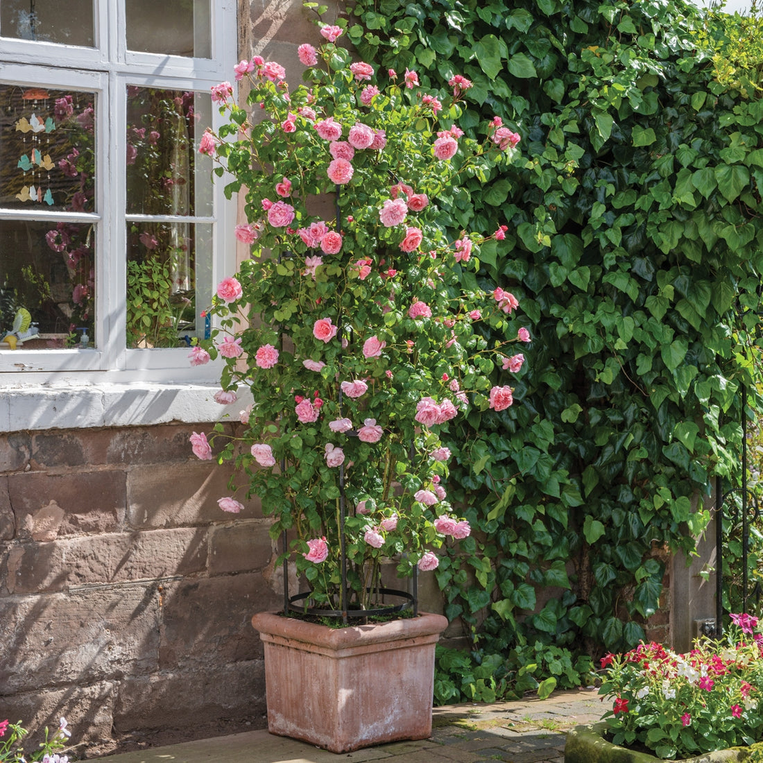 Strawberry Hill Rose (David Austin)