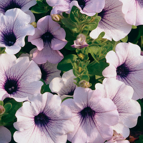Supertunia Petunia Blue Vein (Proven Winners)