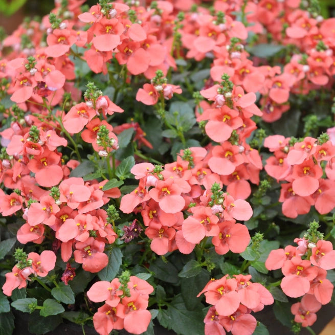 Darling Salmon Diascia