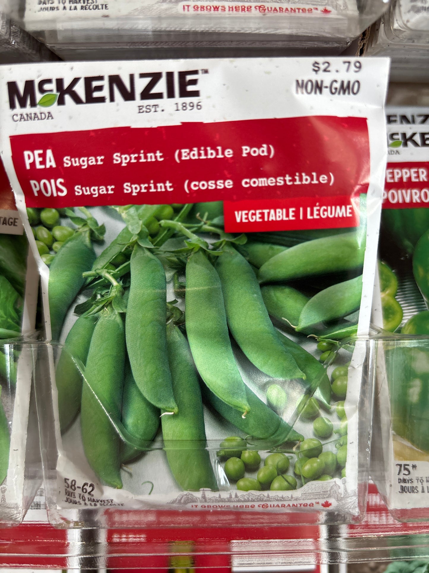 Pea sugar sprint edible pot