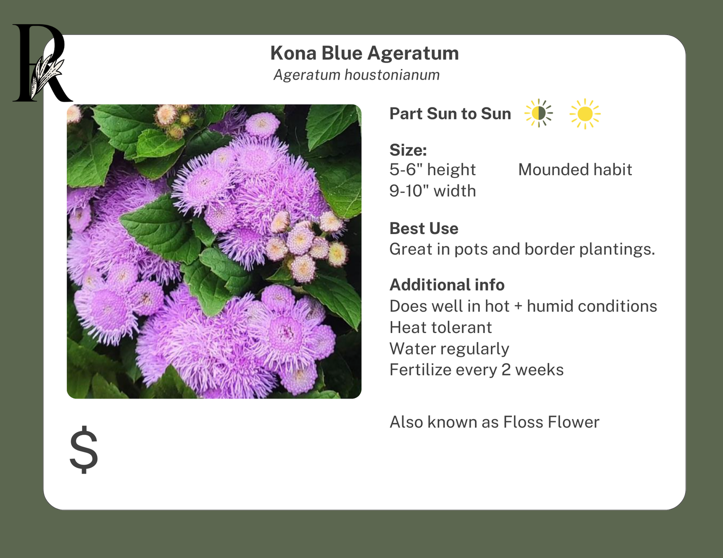 Kona Blue Ageratum