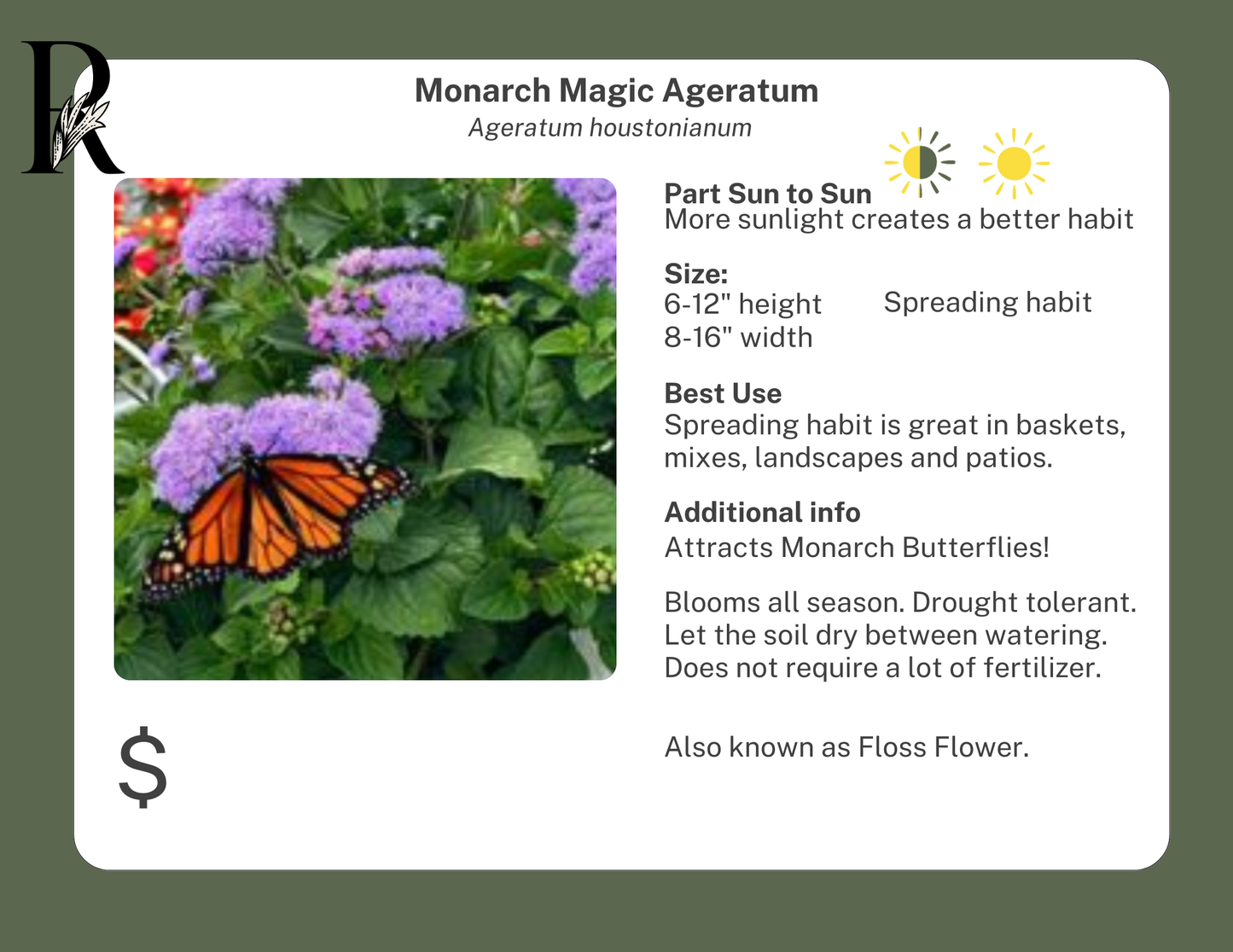 Monarch Magic Ageratum