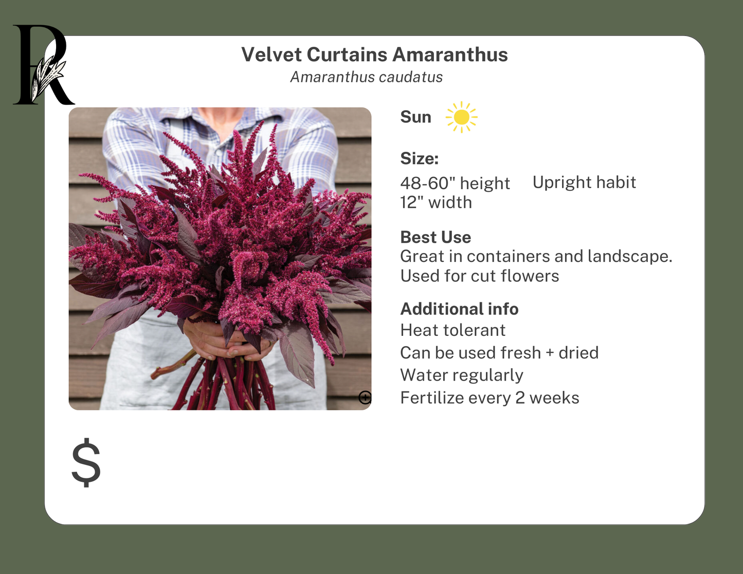 Velvet Curtains Amaranth