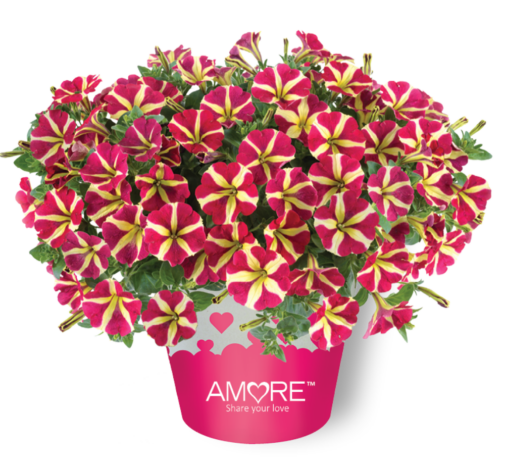 Amore Queen of Hearts Petunia