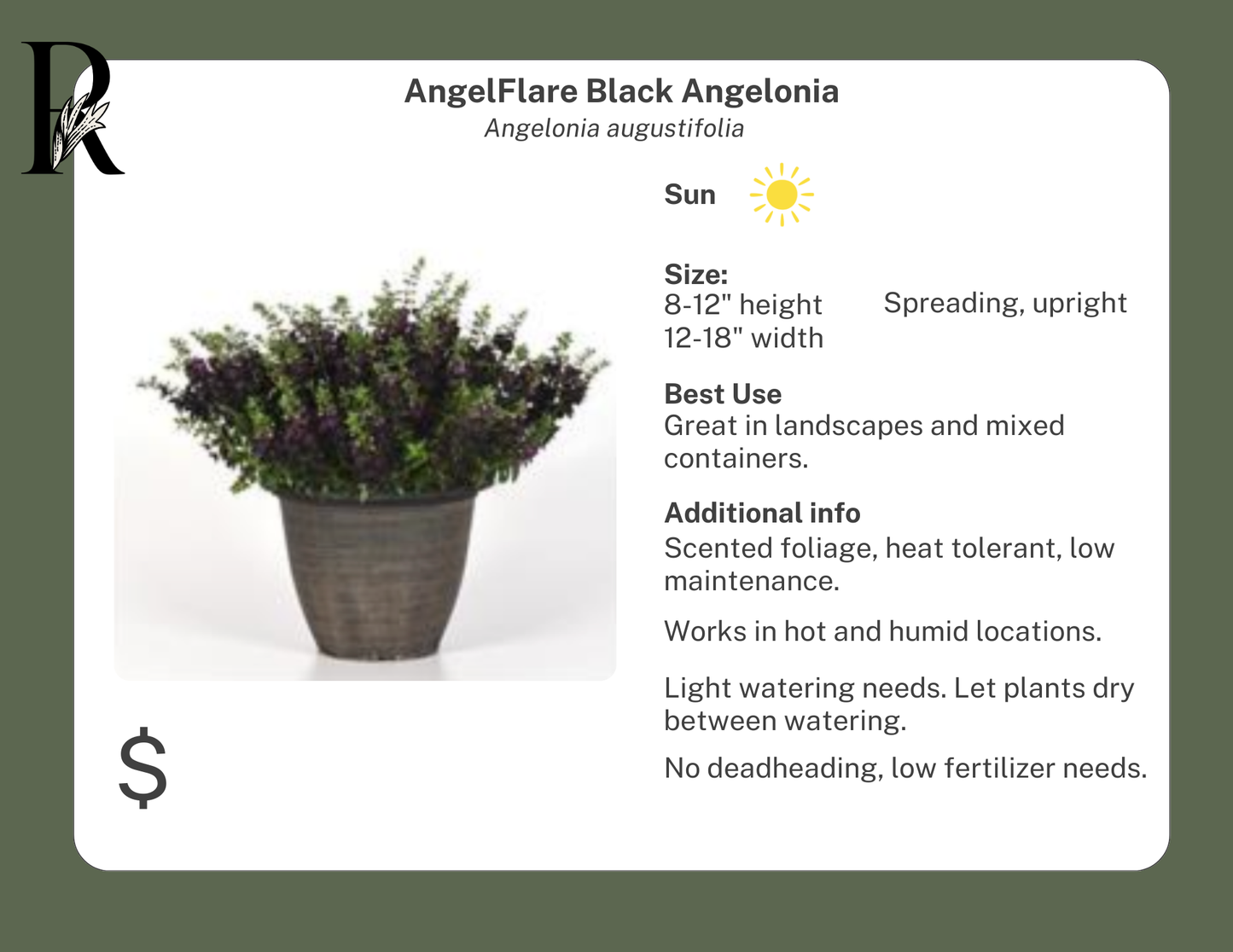 AngelFlare Black Angelonia