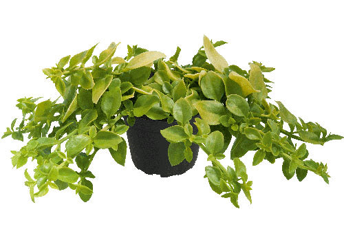 Golden Cascade Mezoo