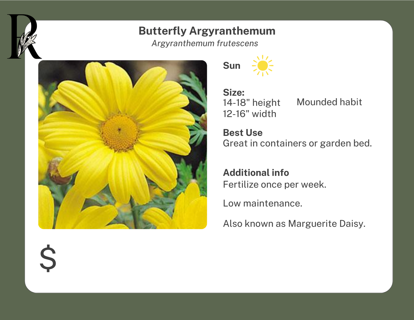 Butterfly Argyranthemum