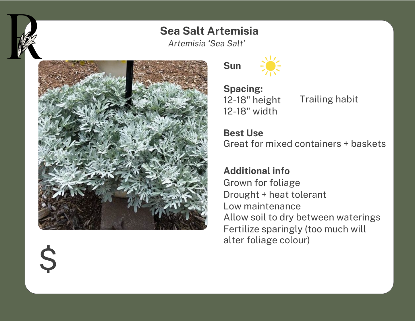 Sea Salt Artemisia