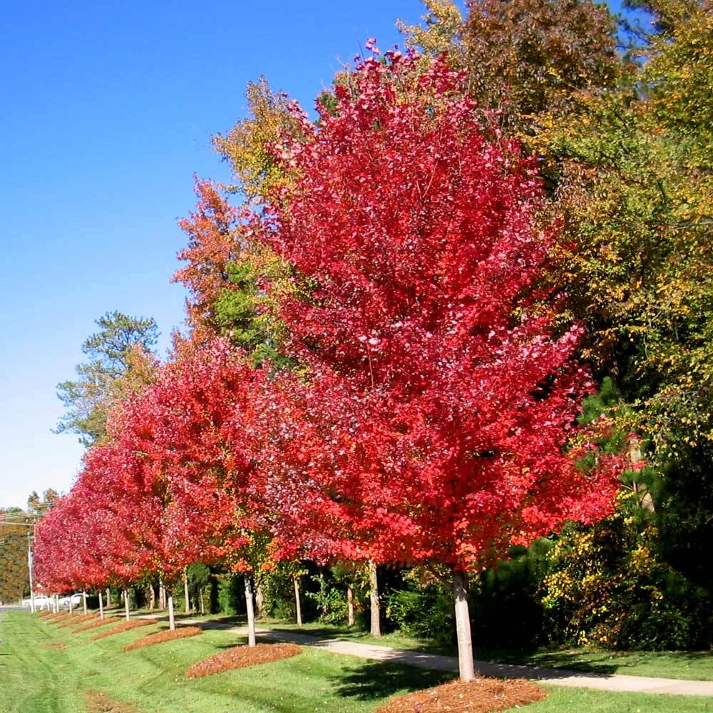 Autumn Blaze Maple