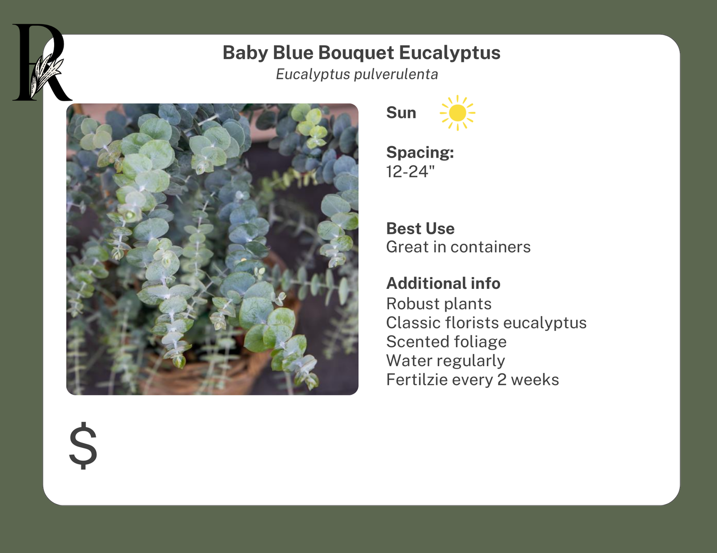 Baby Blue Bouquet Eucalyptus