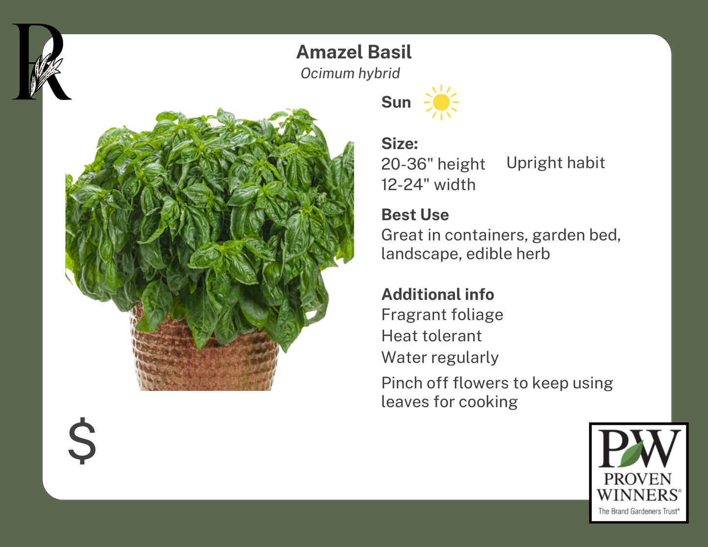 Amazel Basil (Proven Winners)