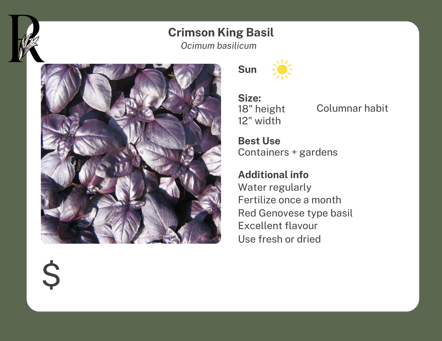 Crimson King Basil