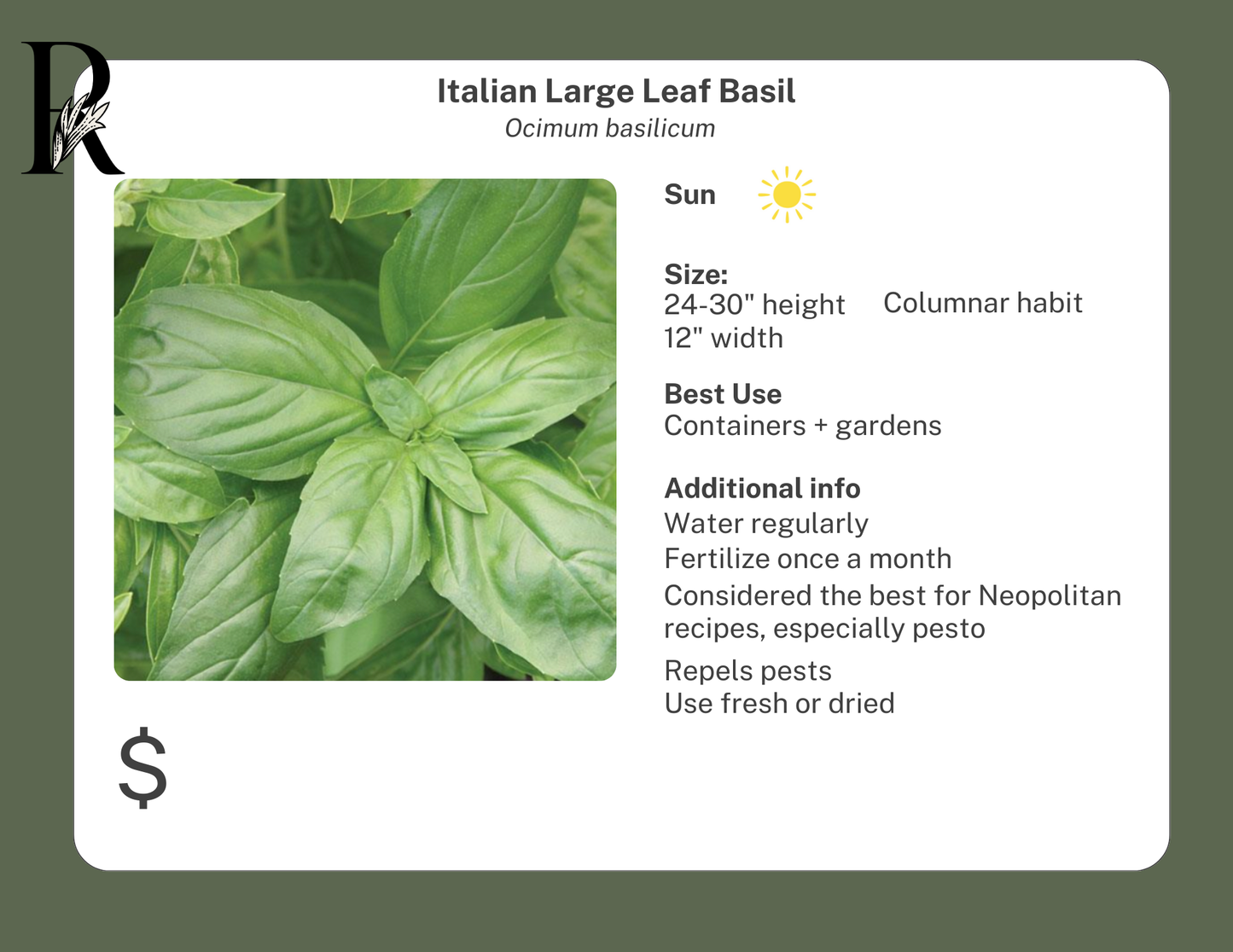 Italian Large Leaf Basil