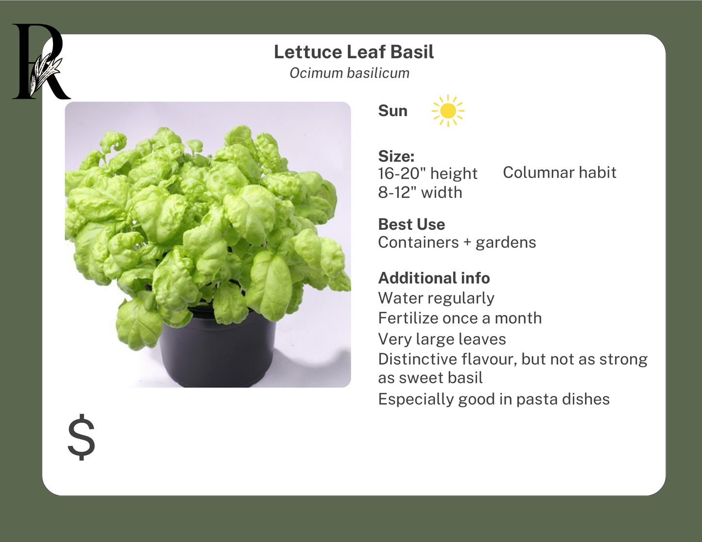 Lettuce Leaf Basil