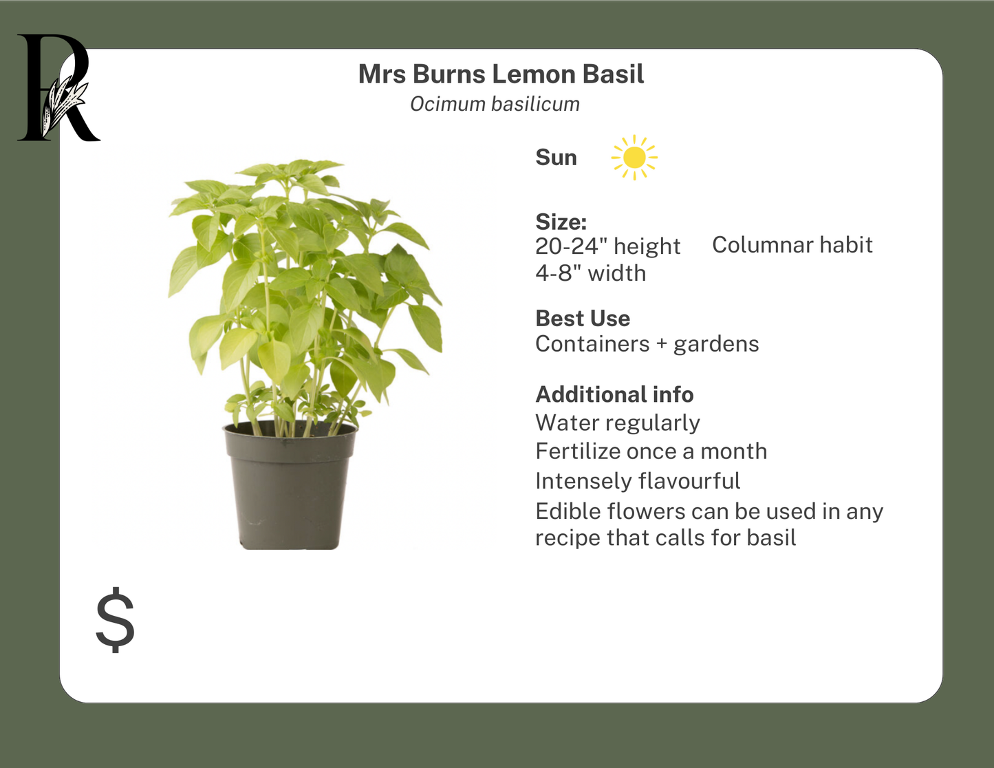 Mrs Burns Lemon Basil