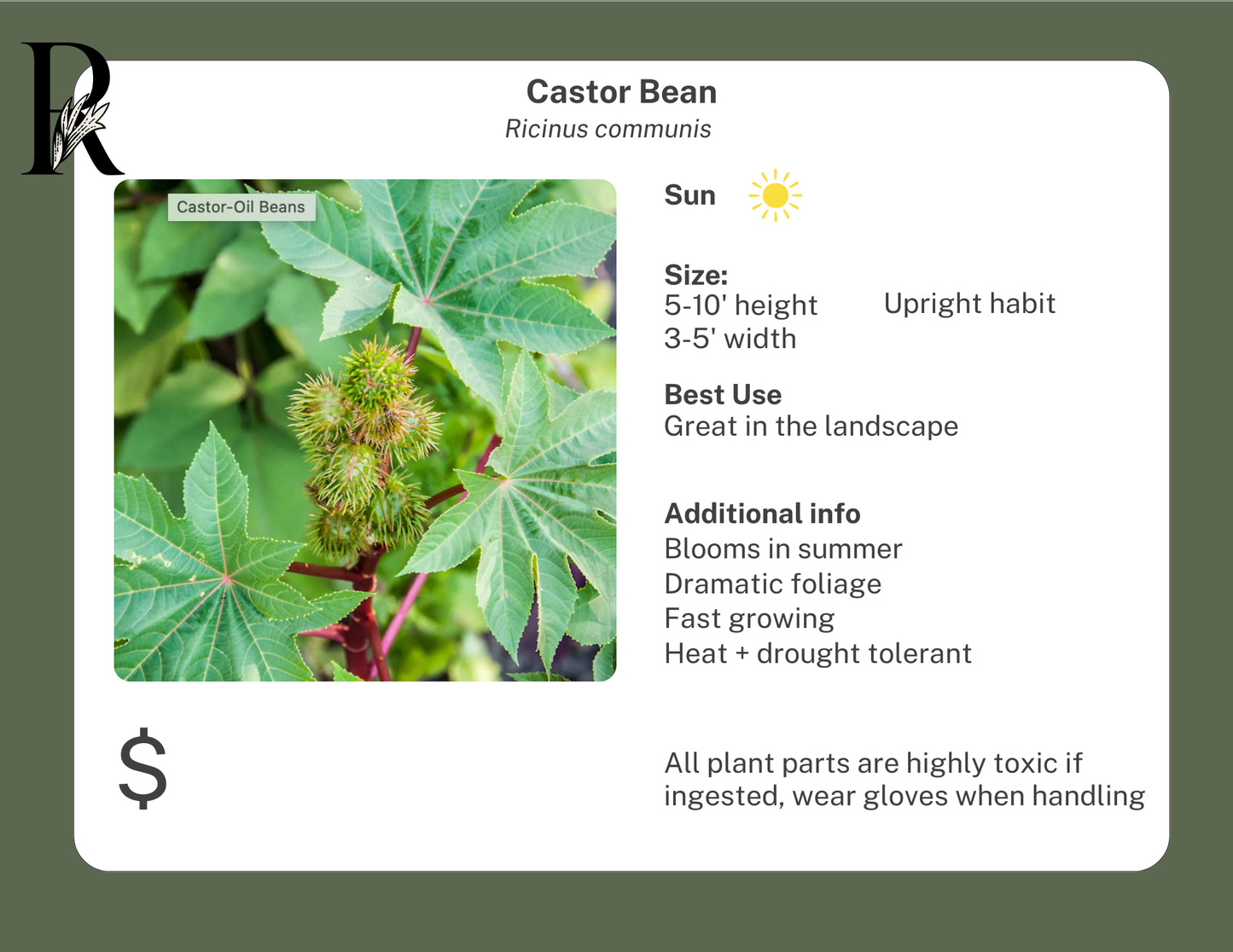 Castor Bean