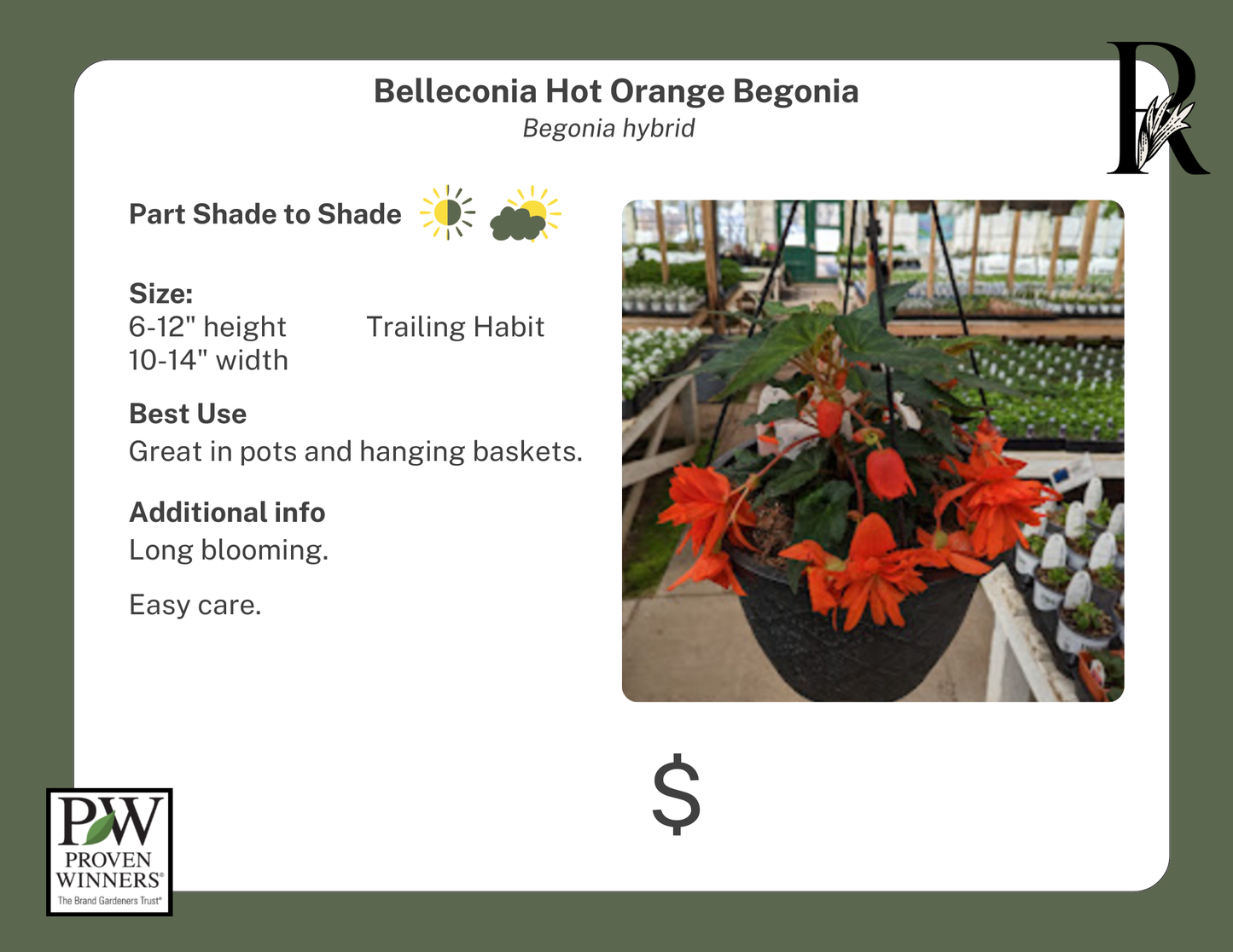 Belleconia Hot Orange Begonia (Proven Winners)