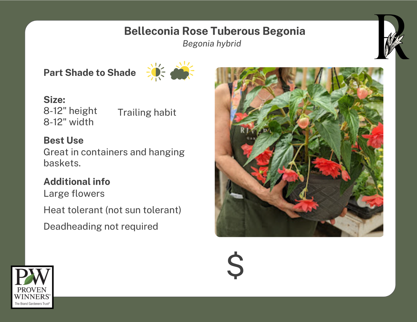 Belleconia Rose Begonia (Proven Winners)