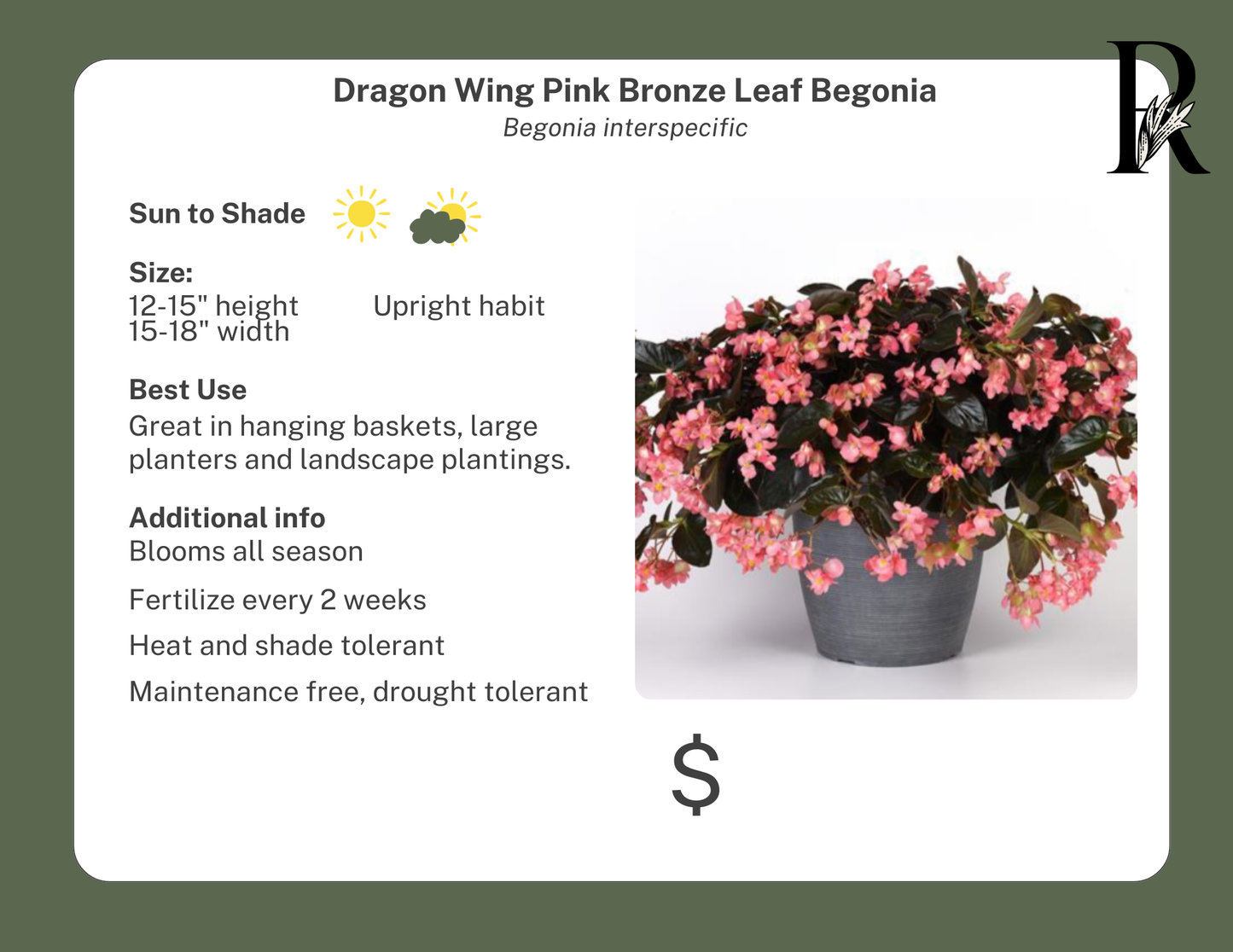 Dragon Wing Pink Bronze Leaf Begonia