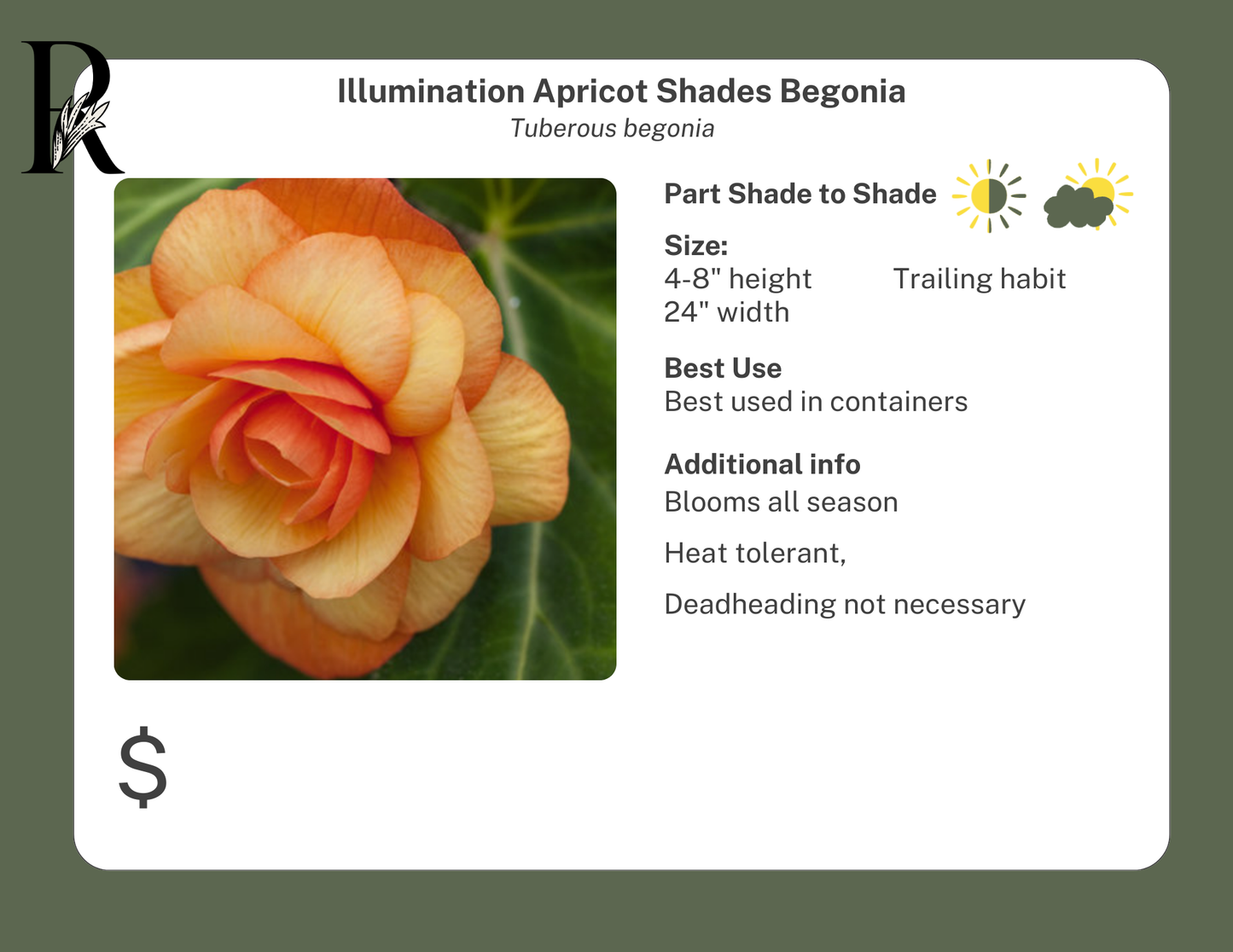 Illumination Apricot Shades Begonia