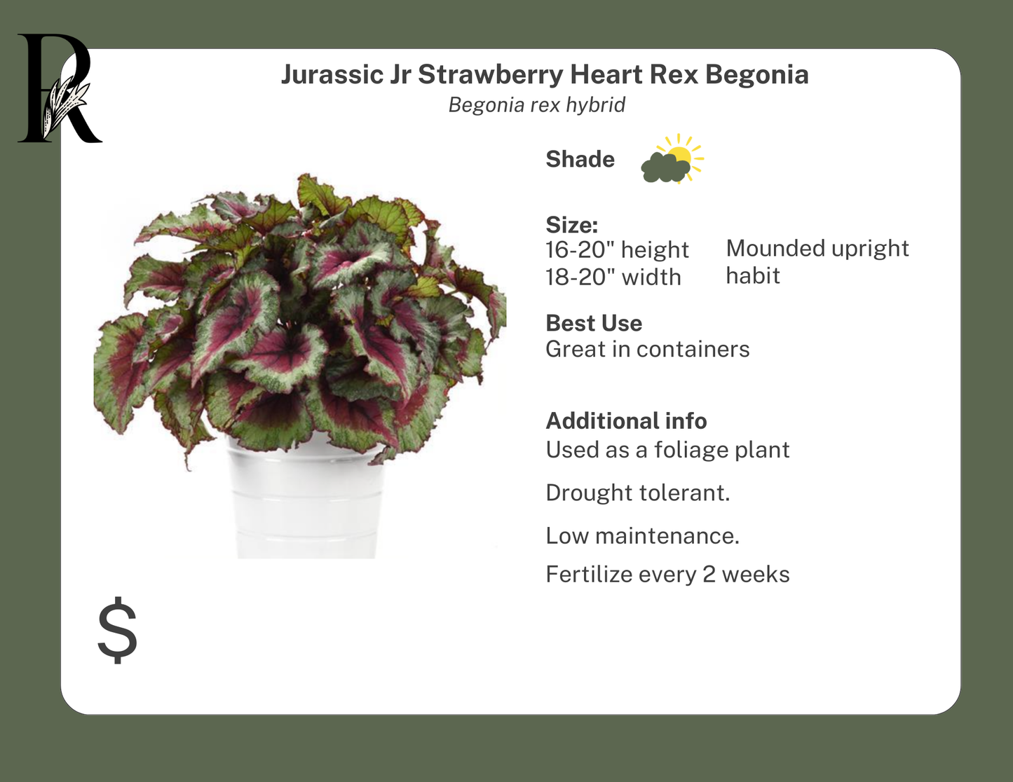 Jurassic Jr Strawberry Heart Rex Begonia
