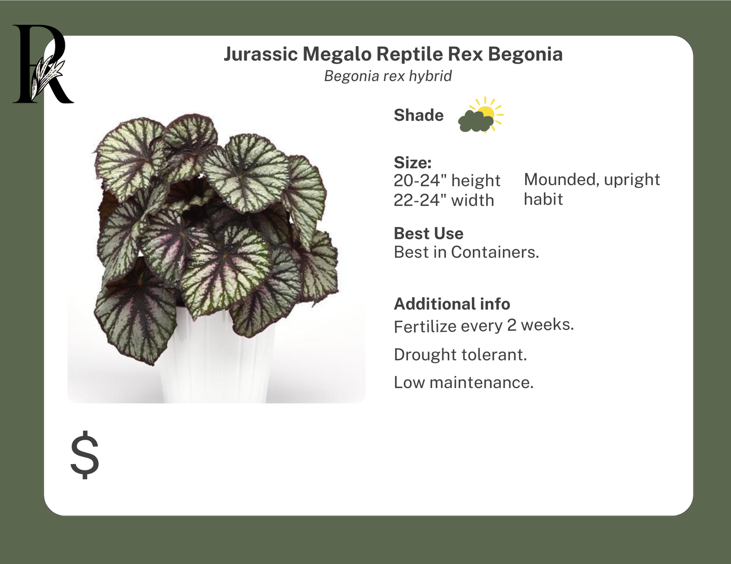 Jurassic Megalo Reptile Rex Begonia