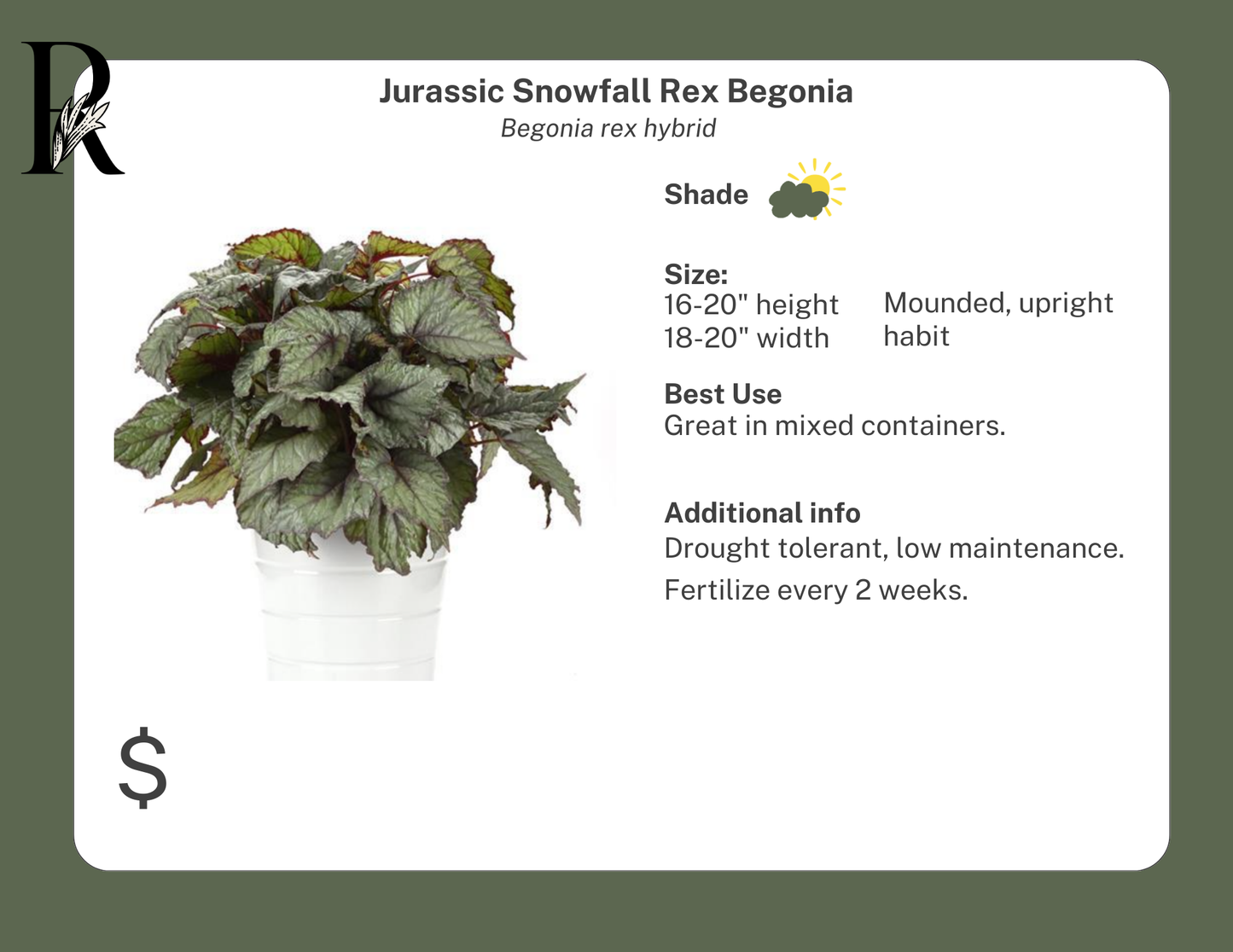 Jurassic Snowfall Rex Begonia