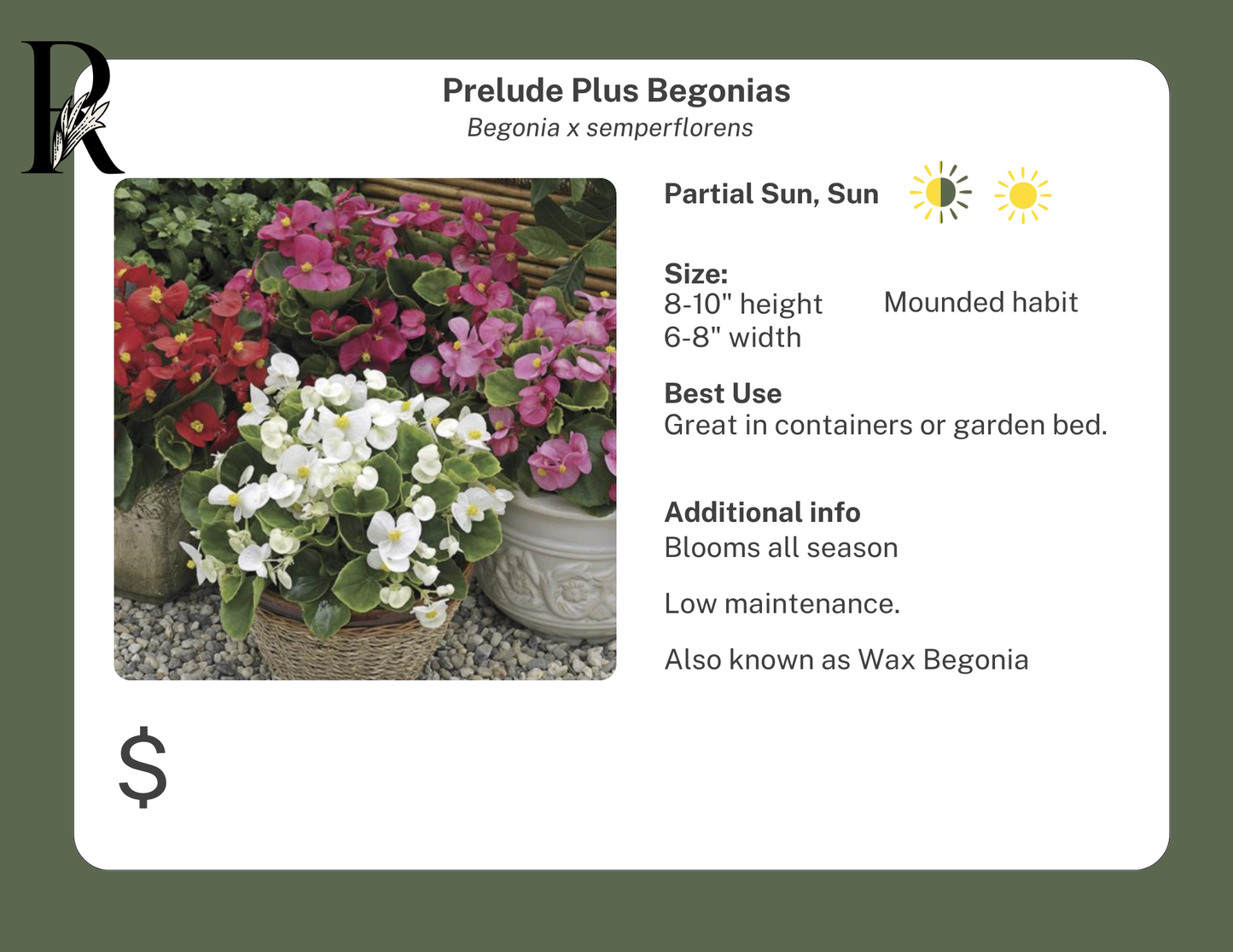 Prelude Plus Begonia (Mix)