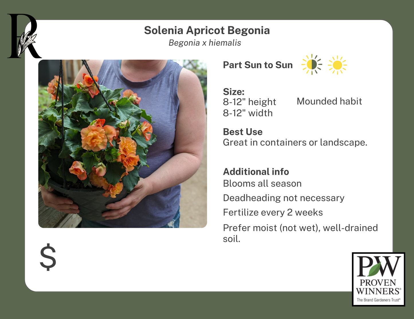 Solenia Apricot Begonia