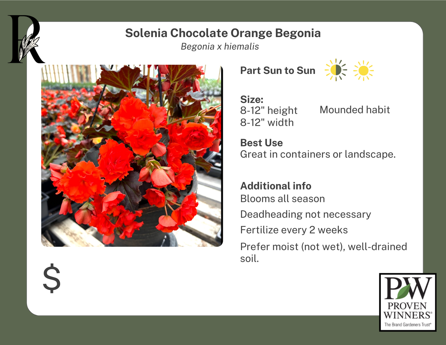 Solenia Chocolate Orange Begonia